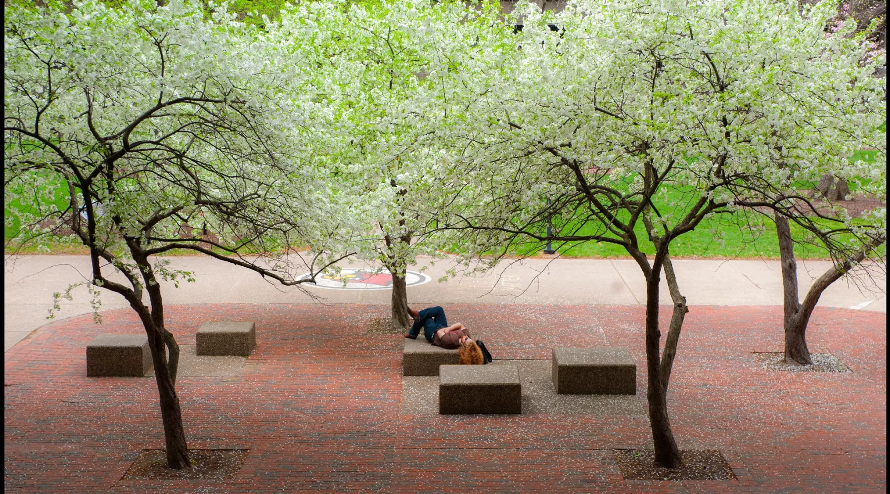 Student resting with many blooming trees in the Quad